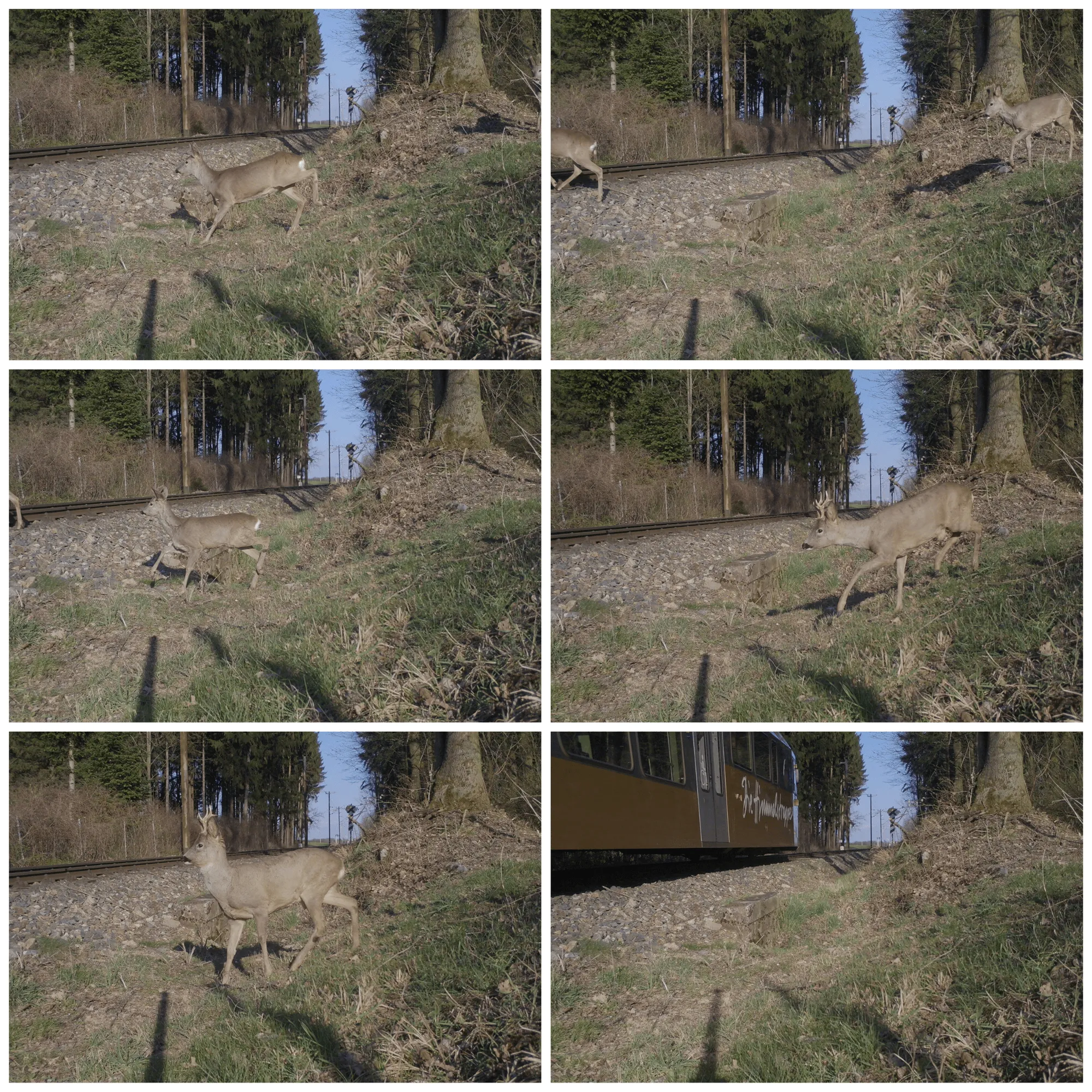 Innovative Wildwarnanlage für die Zugstrecke