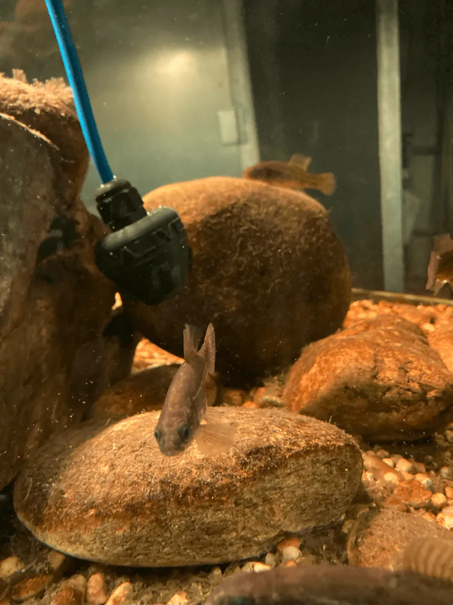Stumm wie ein Fisch… ORF Beitrag zur Unterwasserakustik