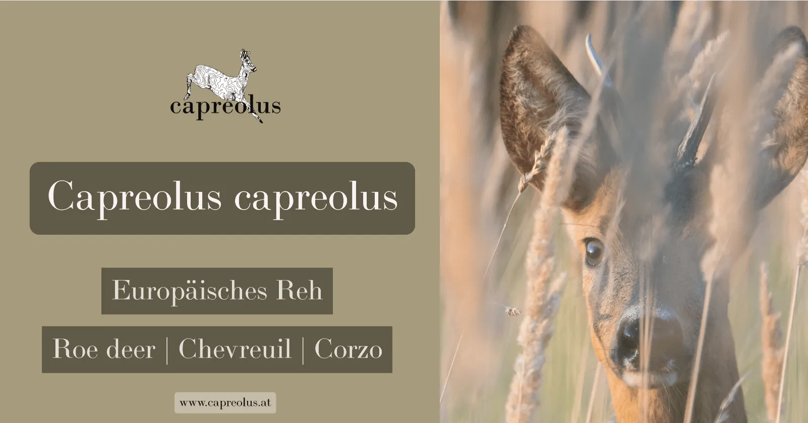 Für was steht der Name capreolus?