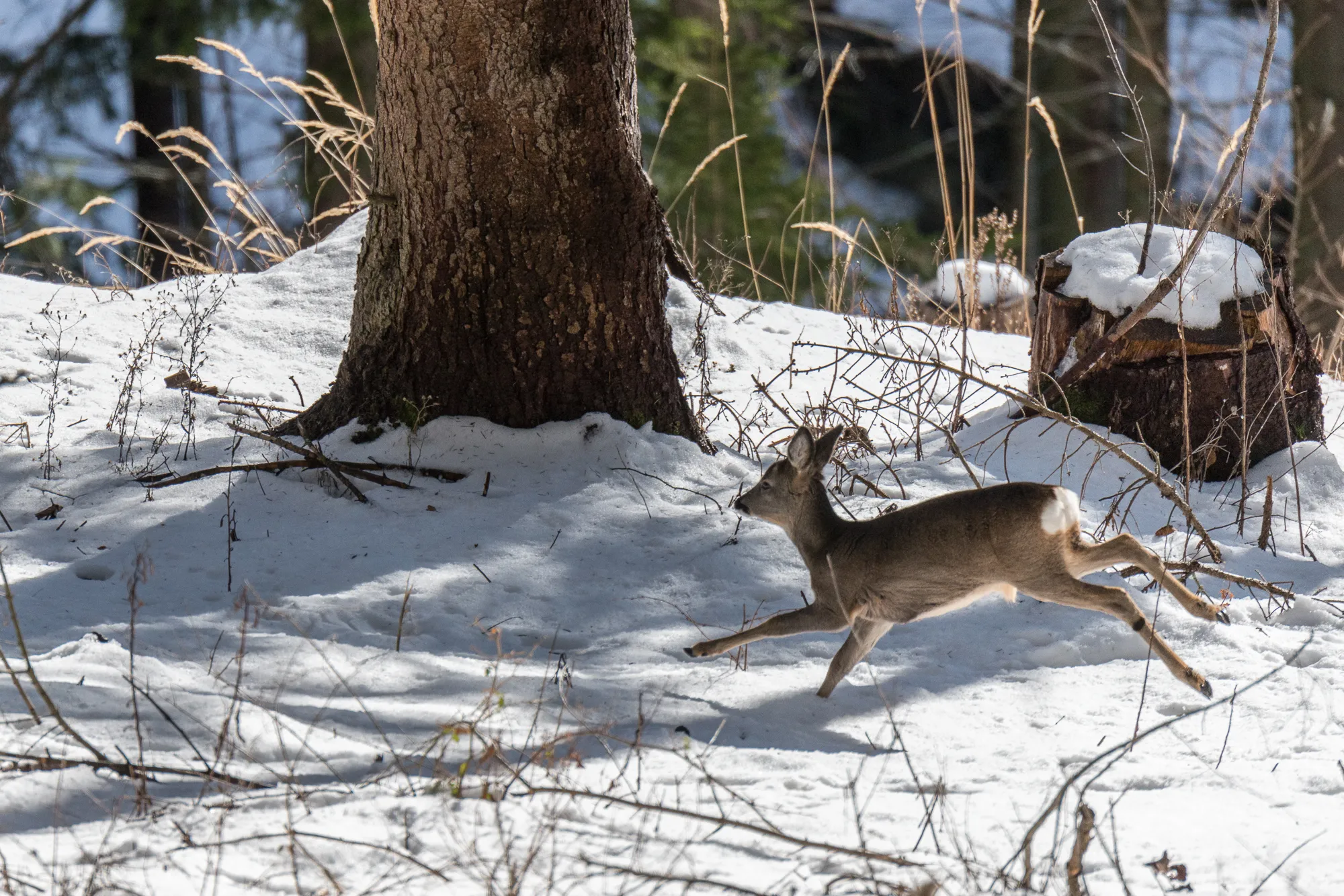 Du bist, was Du isst. Das unbekannte Mikrobiom der Rehe.
