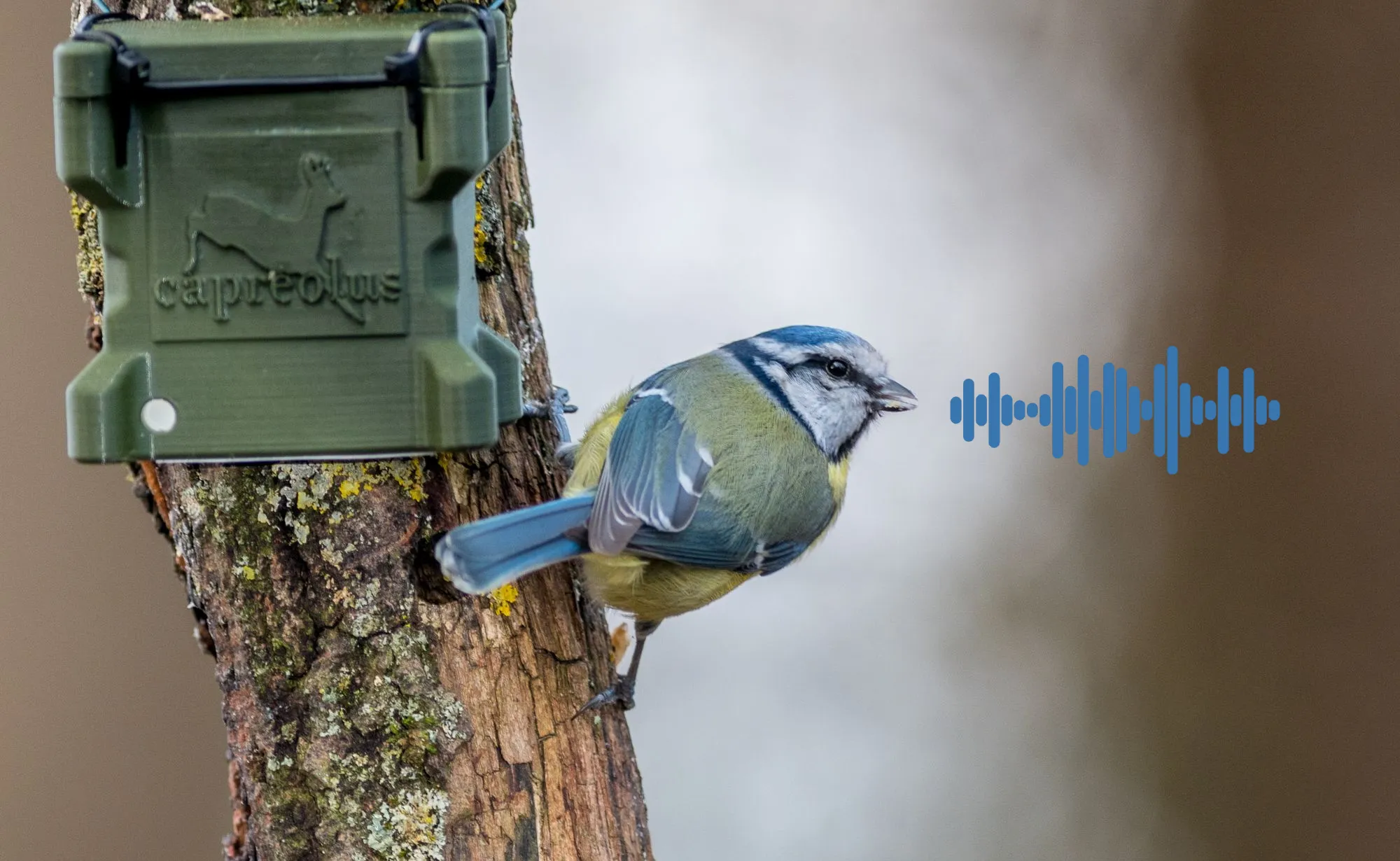 Autonomous acoustic recorder with a blue tit