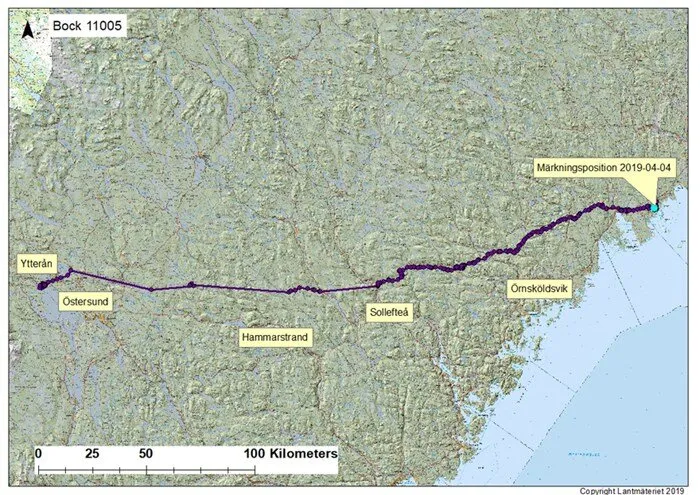 Rehbock wandert fast 600km von Schweden nach Norwegen