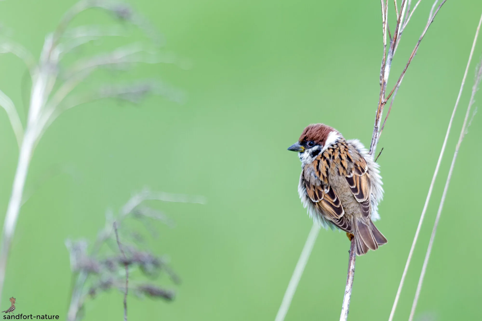 Gemeinsamer Einsatz für Wildtiere und ihre Lebensräume – Forst Eibenstein Artenschutzinitiative