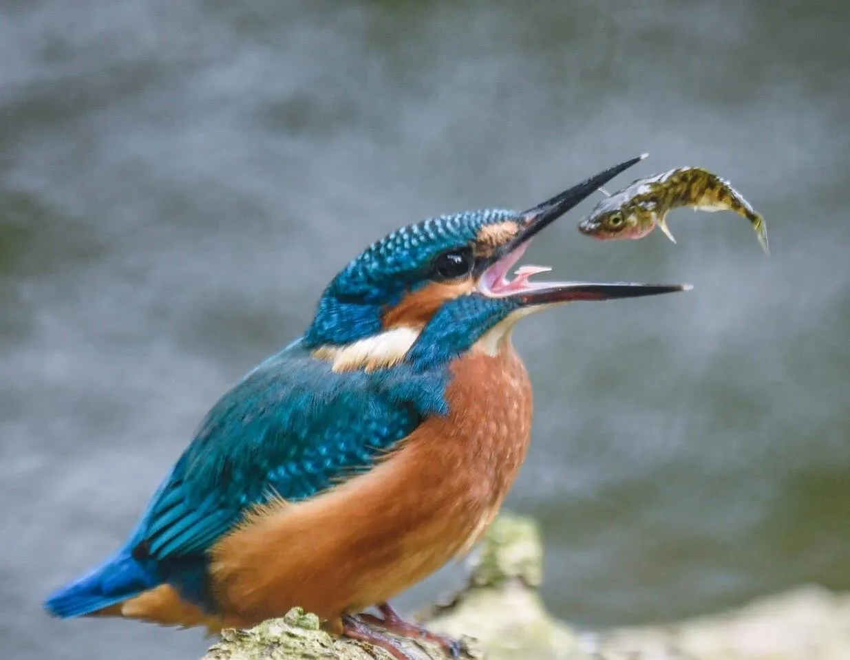 Eisvogel mit erbeutetem Fisch