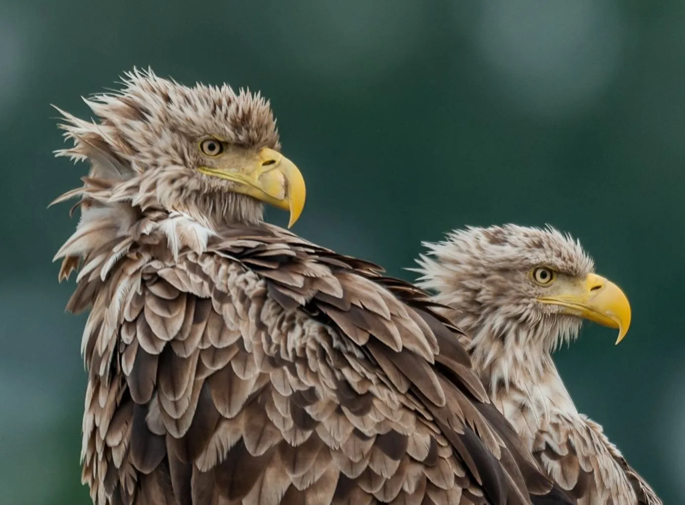 Zwei Seeadler