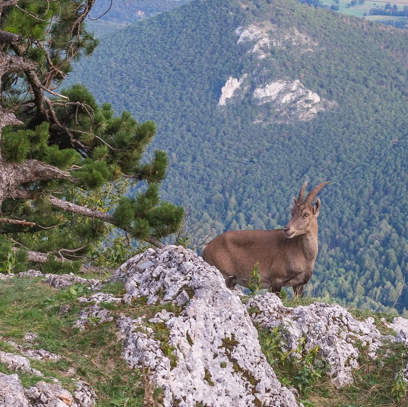 Steinbock im Gebirge
