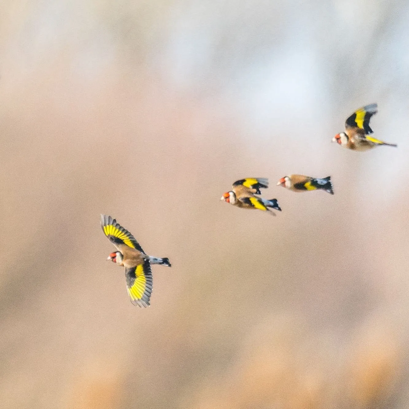 Stieglitze im Flug
