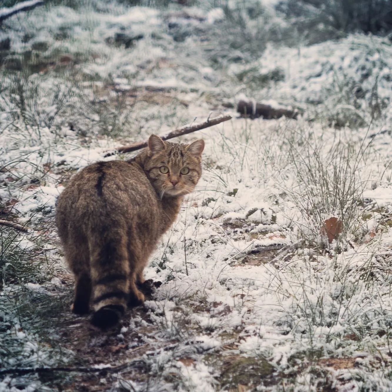 Wildkatze im Schnee